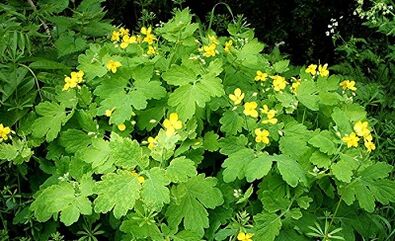 Χρήση της Celandine από κονδυλωμάτων