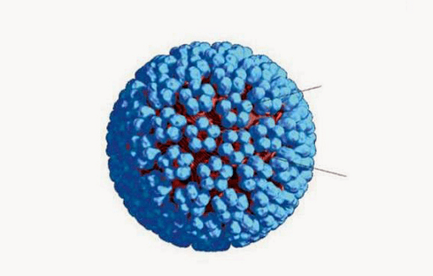 3D μοντέλο του HPV